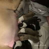 American Bulldog - Both