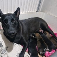 Belgian Shepherd Dog (Groenendael) - Both