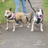 Bull Terrier - Both