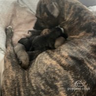 Bullmastiff - Both