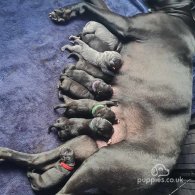 Cane Corso - Bitches