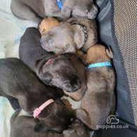 Cane Corso - Both
