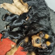 Cavalier King Charles Spaniel - Both