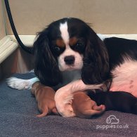 Cavapoo - Dogs