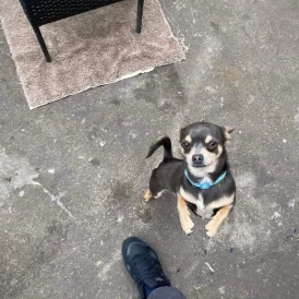Chihuahua