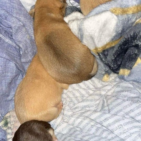 Chihuahua - Bitches