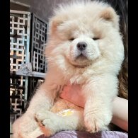 Chow Chow - Both