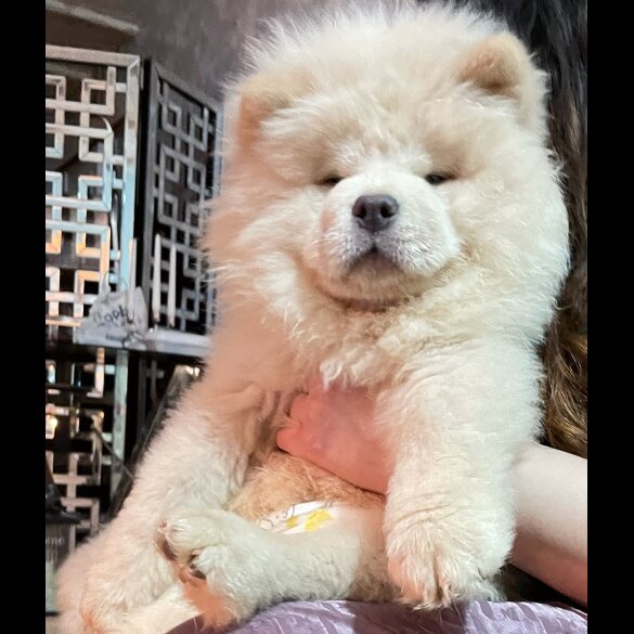 Chow Chow - Both