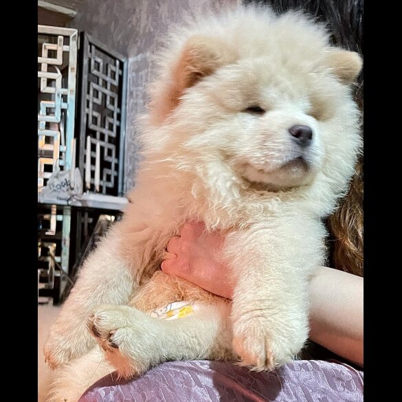Chow Chow - Both