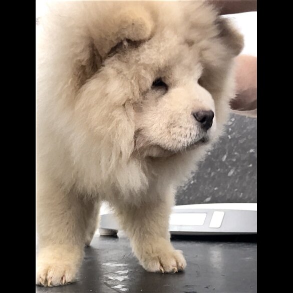 Chow Chow - Both