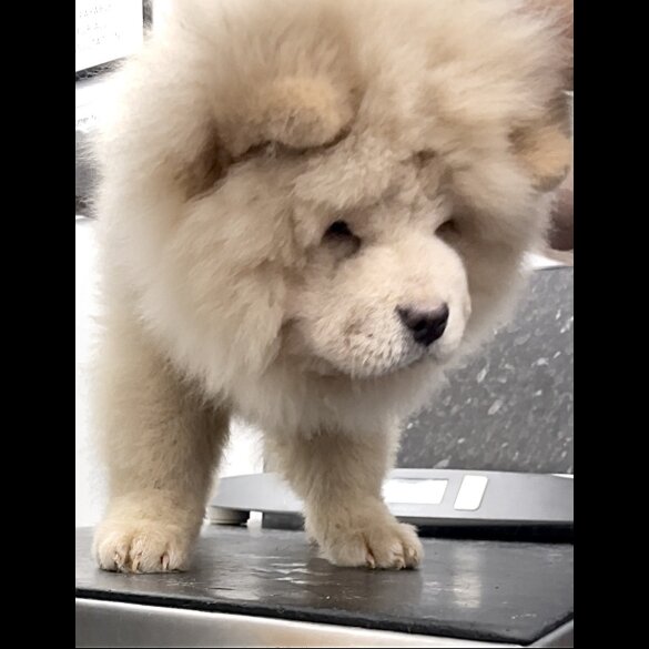 Chow Chow - Both