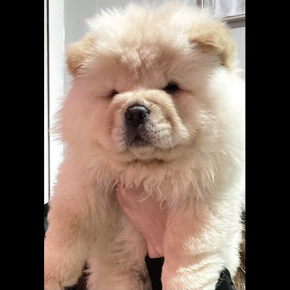 Chow Chow - Both