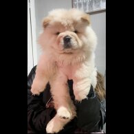 Chow Chow - Both
