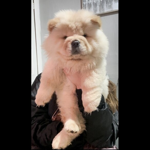 Chow Chow - Both