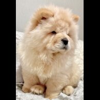 Chow Chow - Both