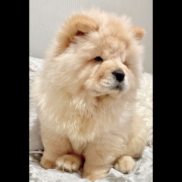 Chow Chow - Both