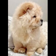 Chow Chow - Both