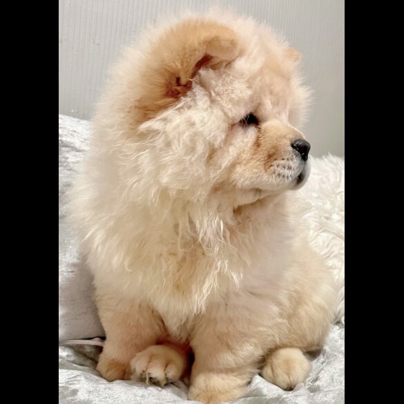 Chow Chow - Both