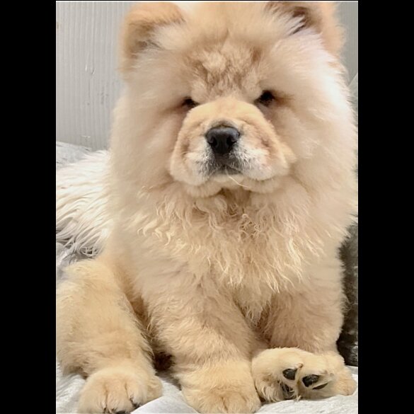 Chow Chow - Both