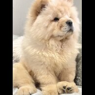 Chow Chow - Both