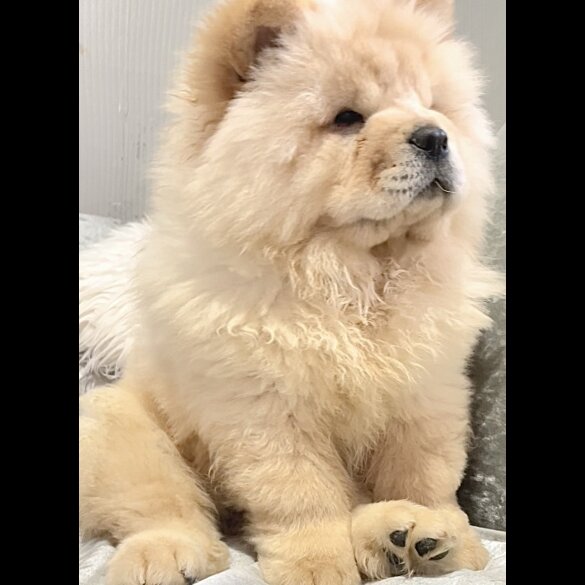 Chow Chow - Both