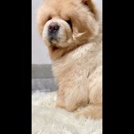 Chow Chow - Both