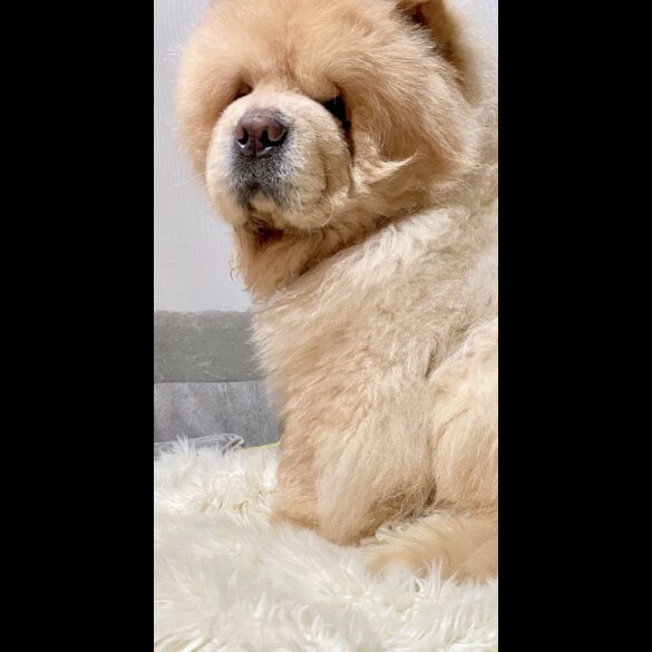 Chow Chow - Both