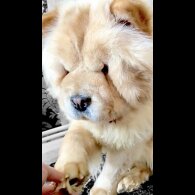 Chow Chow - Both