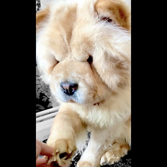 Chow Chow - Both