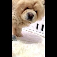 Chow Chow - Both