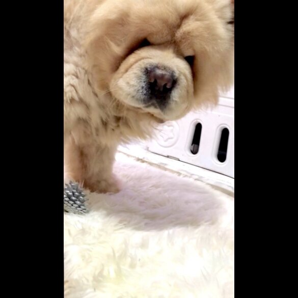 Chow Chow - Both