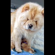 Chow Chow - Both