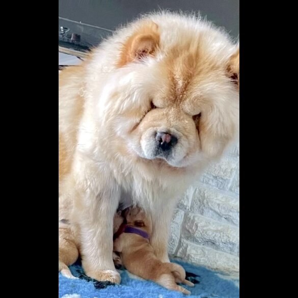 Chow Chow - Both