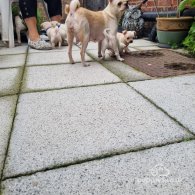 Chug - Dogs