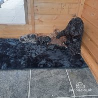 Cockapoo - Both