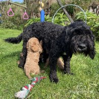 Cockapoo - Both