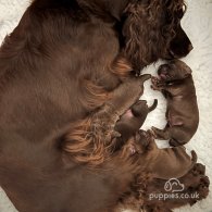 Cocker Spaniel - Both