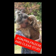 Cocker Spaniel (Working &amp; Show)