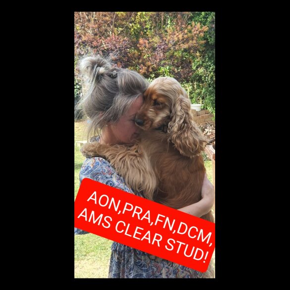 Cocker Spaniel (Working &amp; Show)