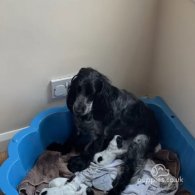 Cocker Spaniel - Both