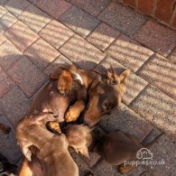 Dachshund (Standard & Miniature) - Dogs