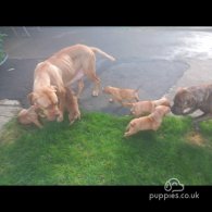Dogue De Bordeaux - Both