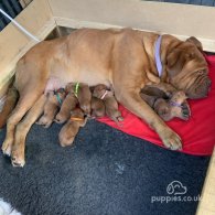 Dogue De Bordeaux - Both
