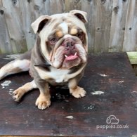 English Bulldog