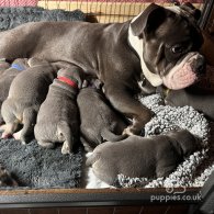 English Bulldog - Both