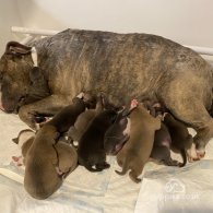 English Bulldog - Both