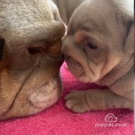 English Bulldog - Bitches