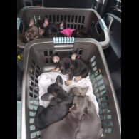 French Bulldog