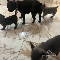 French Bulldog - Both