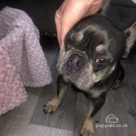 French Bulldog - Both